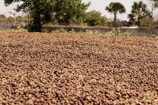 Why We Love Timorese Coffee