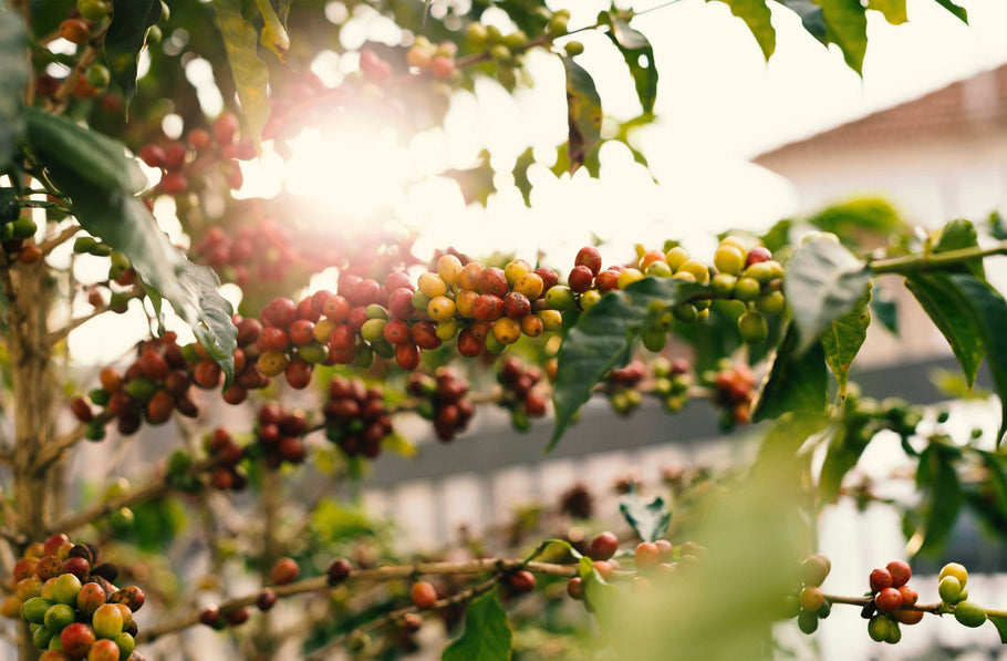 Looking after your Coffee Plant