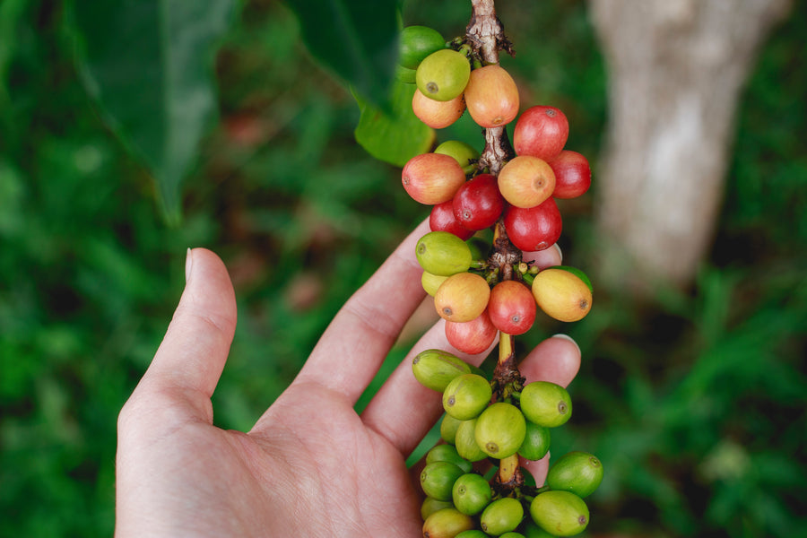 Fermentation: What you may not know about coffee production